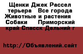 Щенки Джек Рассел терьера - Все города Животные и растения » Собаки   . Приморский край,Спасск-Дальний г.